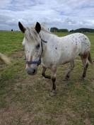 Poney hongre 
