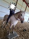 Poney hongre 