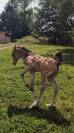 Poney Français de Selle 