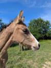 Poney Français de Selle 