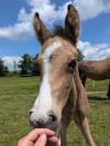 Poney Français de Selle 