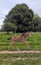 Poney Français de Selle 