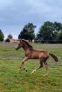 Poney Français de Selle 