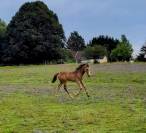 Poney Français de Selle 