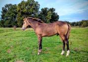Poney Français de Selle 