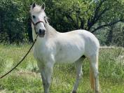 Yegua Lusitano En venta 2012 Tordo