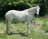 Yegua Lusitano En venta 2012 Tordo