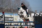 Caballo castrado Cheval de Selle Italien En venta 2014 Tordo