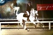 Caballo castrado Cheval de Selle Italien En venta 2014 Tordo