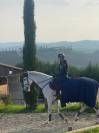 Caballo castrado Cheval de Selle Italien En venta 2014 Tordo