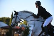 Caballo castrado Cheval de Selle Italien En venta 2014 Tordo