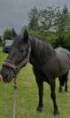Poney à vendre 