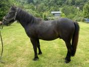 Poney à vendre 