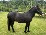 Poney à vendre 