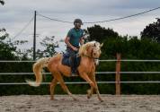 PONEY DSA 13 ANS 