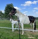 Emerald van ´t Ruytershof hengstveulen te koop