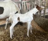 Emerald van ´t Ruytershof hengstveulen te koop