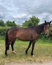 A VENDRE POULINIERE PS SAILLIE PAR ETALON SF 