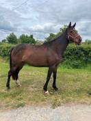 A VENDRE POULINIERE PS SAILLIE PAR ETALON SF 