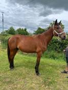 Yegua de ganadería Trotón Francés En venta 2014 Bayo por KESACO PHEDO