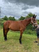 Yegua de ganadería Trotón Francés En venta 2014 Bayo por KESACO PHEDO