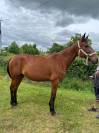 Yegua de ganadería Trotón Francés En venta 2014 Bayo por KESACO PHEDO