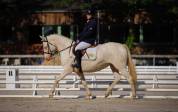 Vends poney de sport et loisirs 