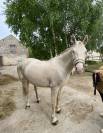 Vends poney de sport et loisirs 