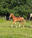 Only Star, hongre 1an, pfs
