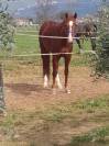 vendesi cavallo da Reining stallone 