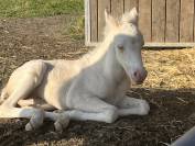 Pouliche welsh part bred