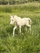 Pouliche welsh part bred