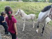 Pouliche welsh part bred