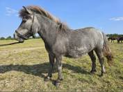 Ponette OC à vendre