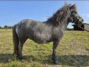 Ponette OC à vendre