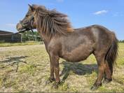 Ponette PP à vendre