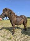 Ponette PP à vendre