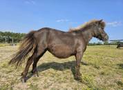 Ponette PP à vendre