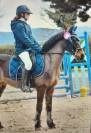 Disco, Dartmoor, Hongre,12 ans, 131cm