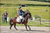Disco, Dartmoor, Hongre,12 ans, 131cm