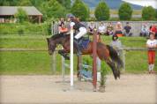 Disco, Dartmoor, Hongre,12 ans, 131cm