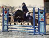 Disco, Dartmoor, Hongre,12 ans, 131cm