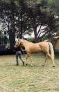 Hongre Palomino à vendre 