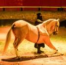 Hongre Palomino à vendre 