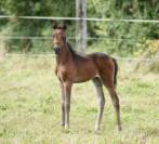 Pouliche PFS Origines sport