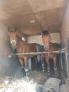 Petit camion