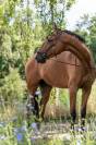 Caballo castrado Lusitano En venta 2019 Bayo