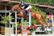 Hongre SF 10 ans CSO amateur 2
