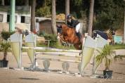 Hongre SF 10 ans CSO amateur 2
