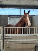 Hongre SF 10 ans CSO amateur 2